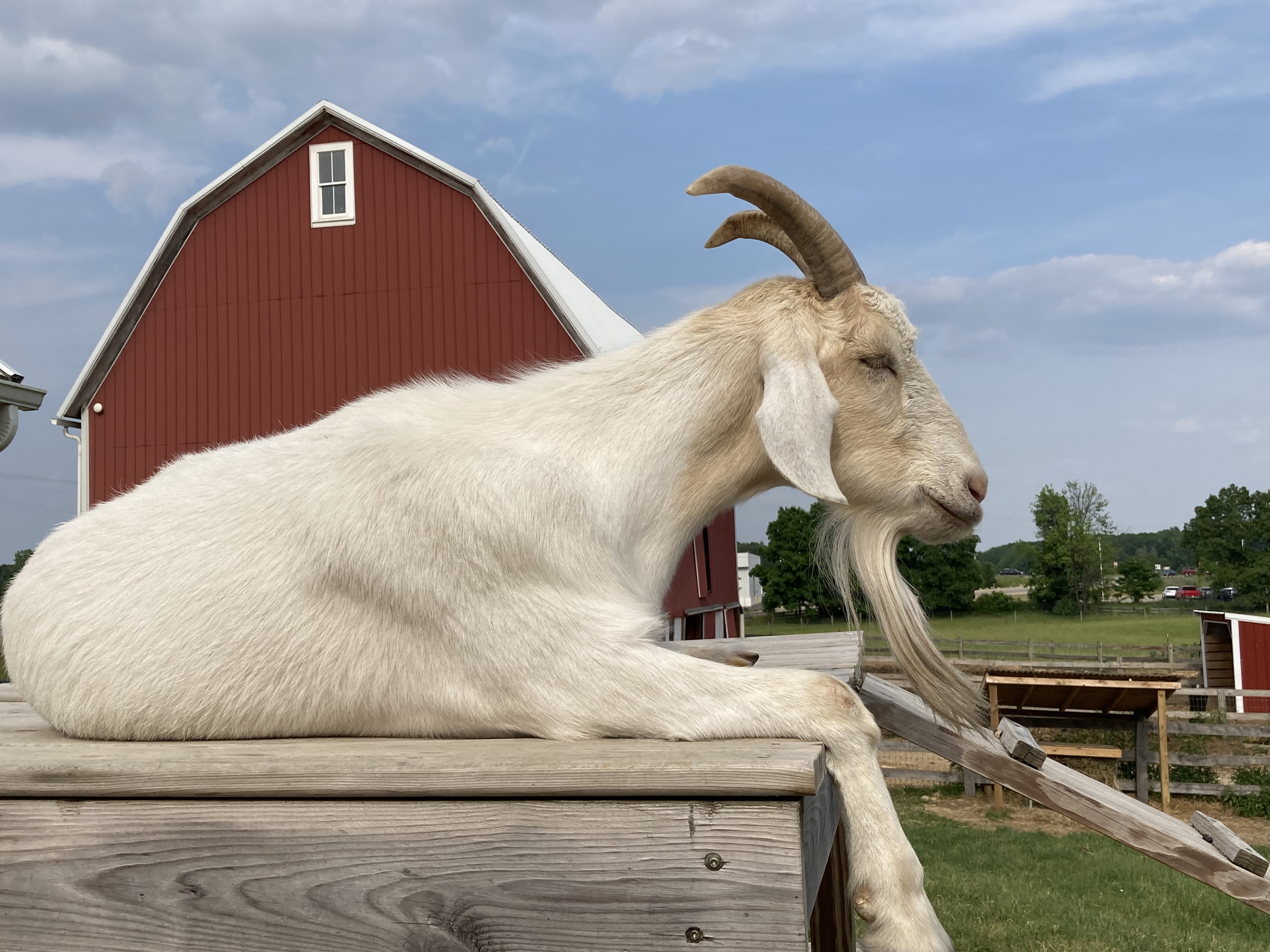 Head Goat at Barn Sanctuary