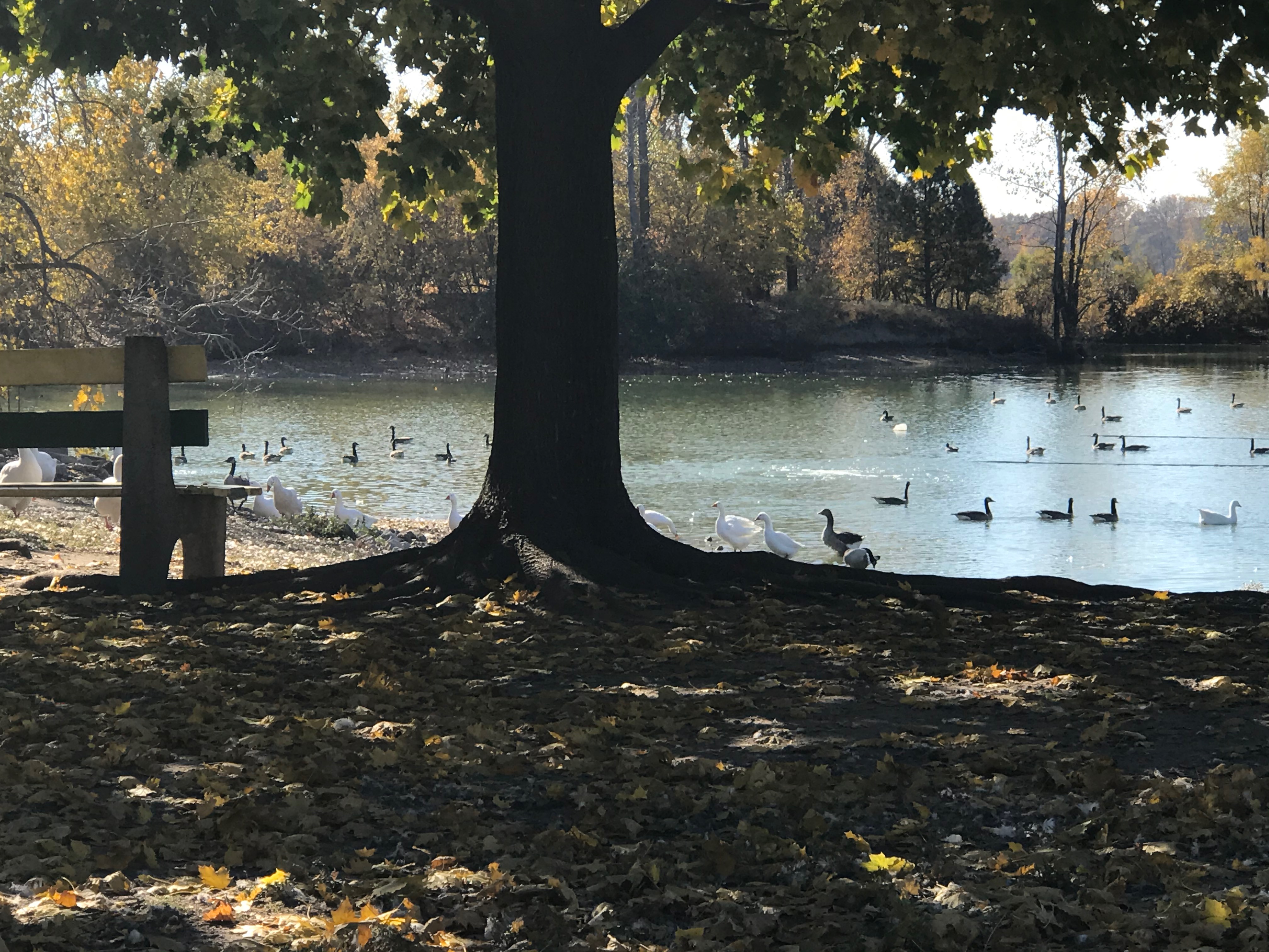 Birds on pond