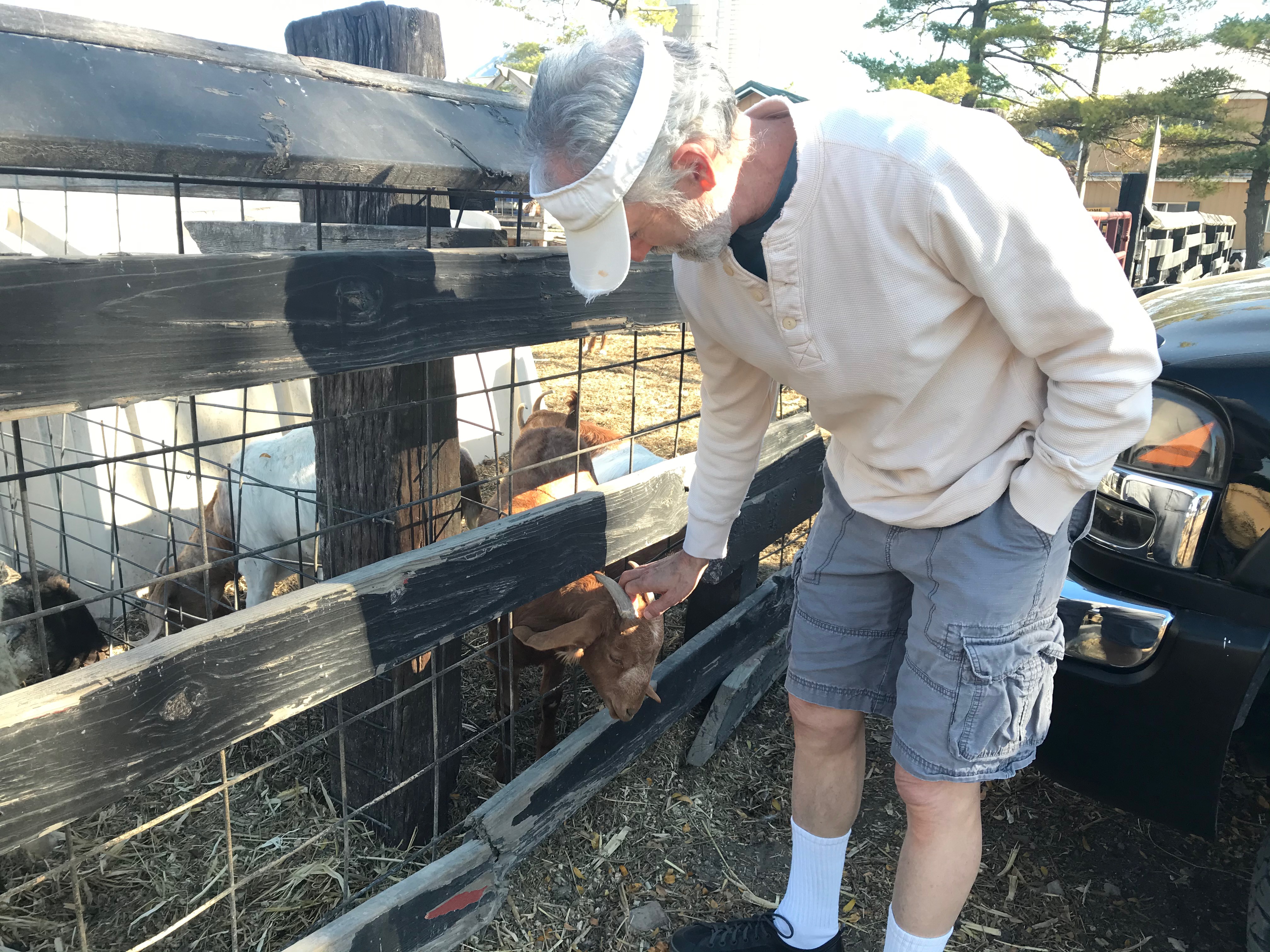 Goats in pen 