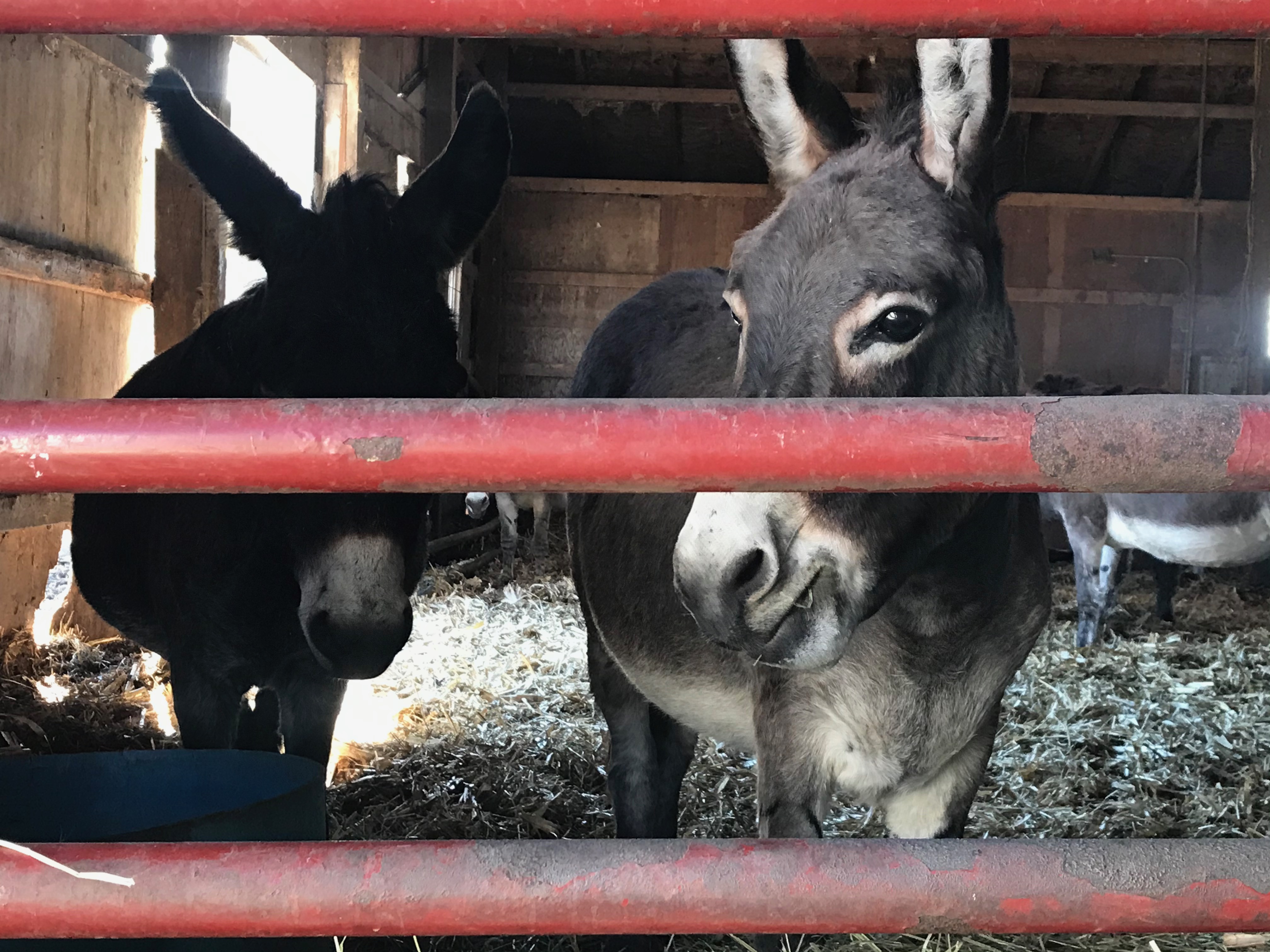 Donkeys penned in