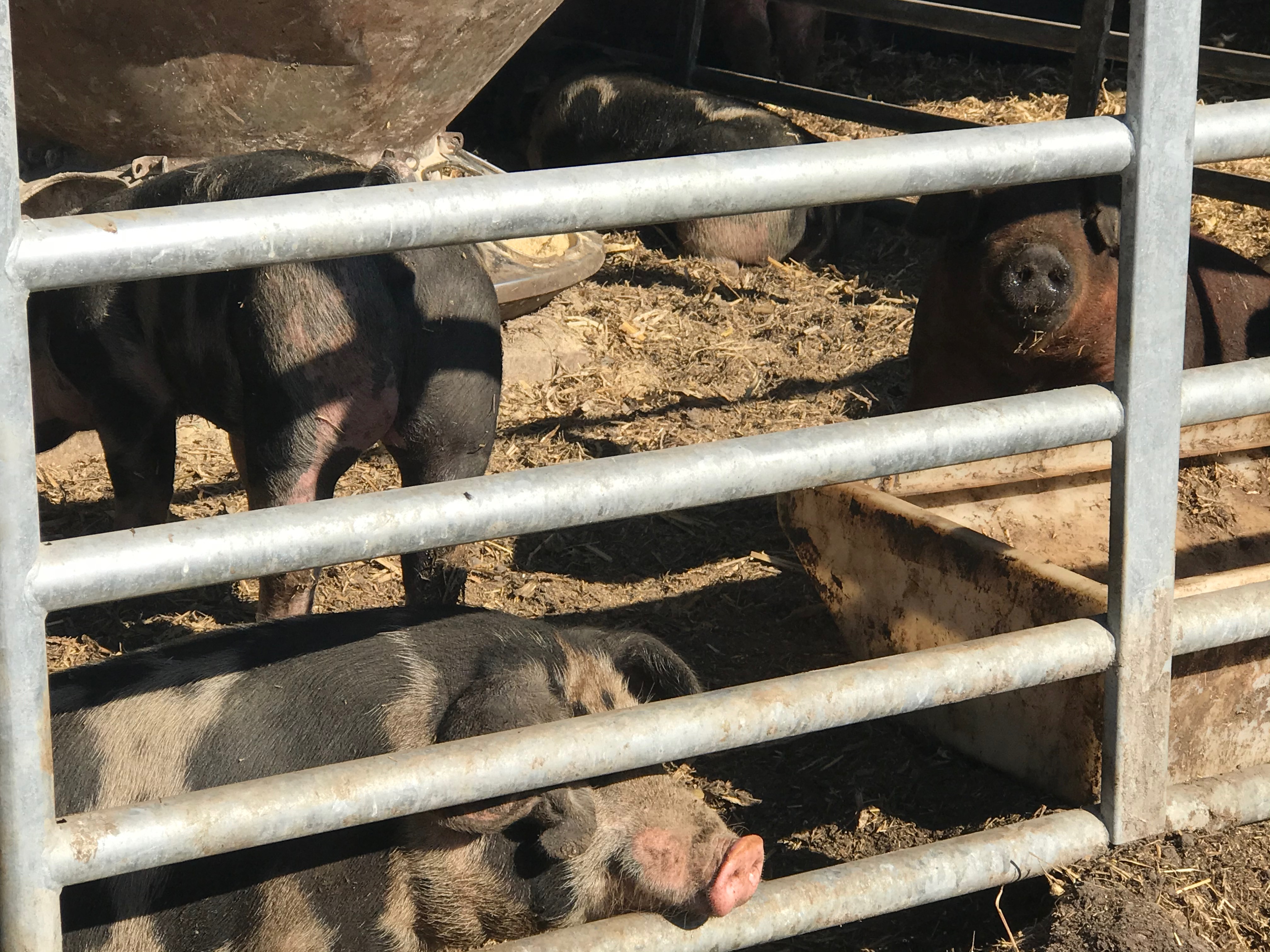 Pigs penned in