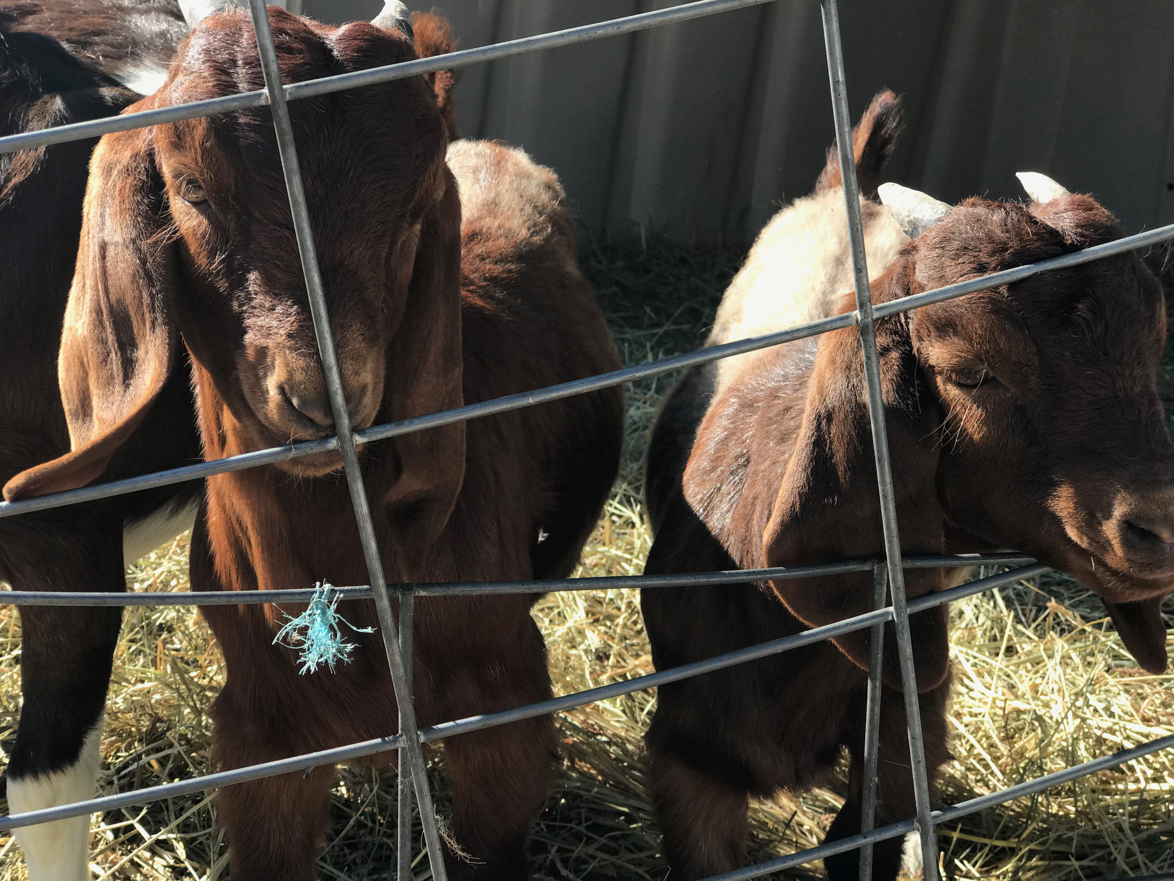 Goats fenced in