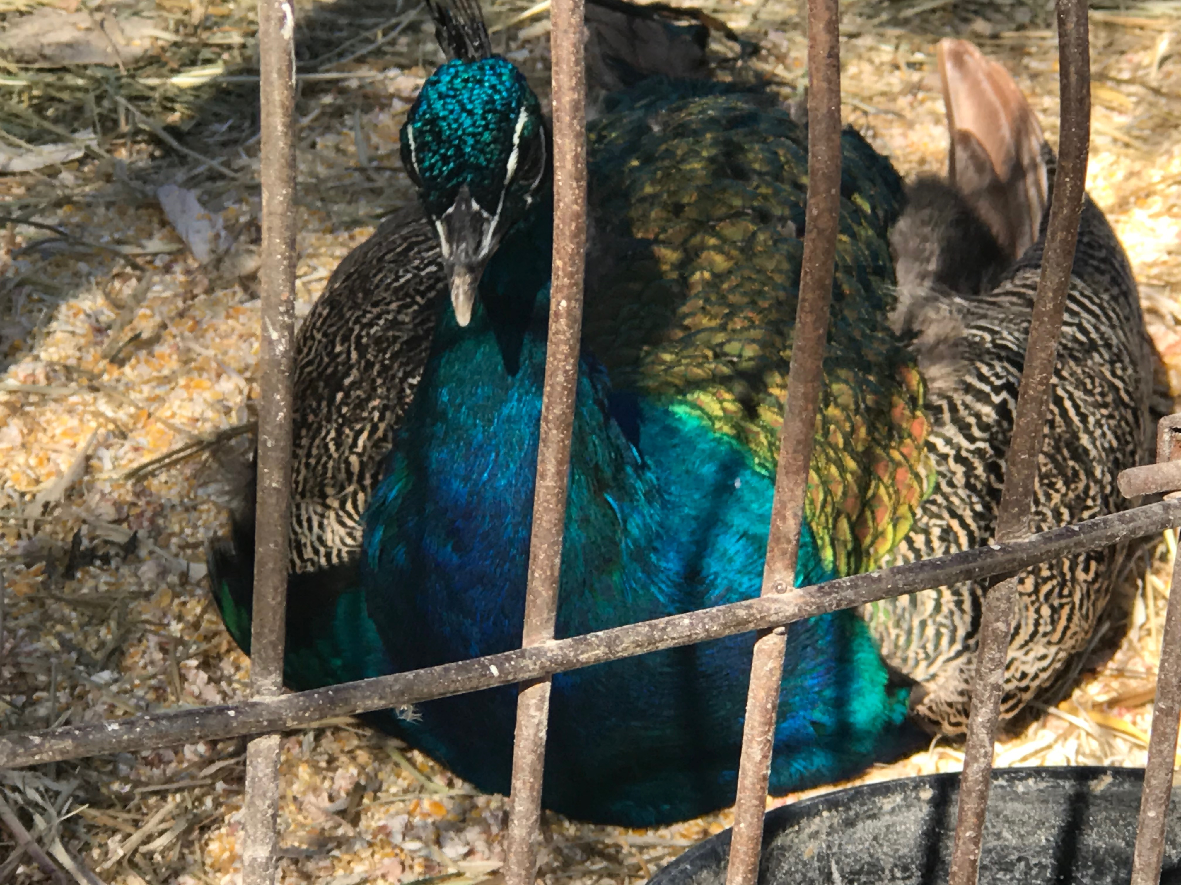 Pheasant in cage