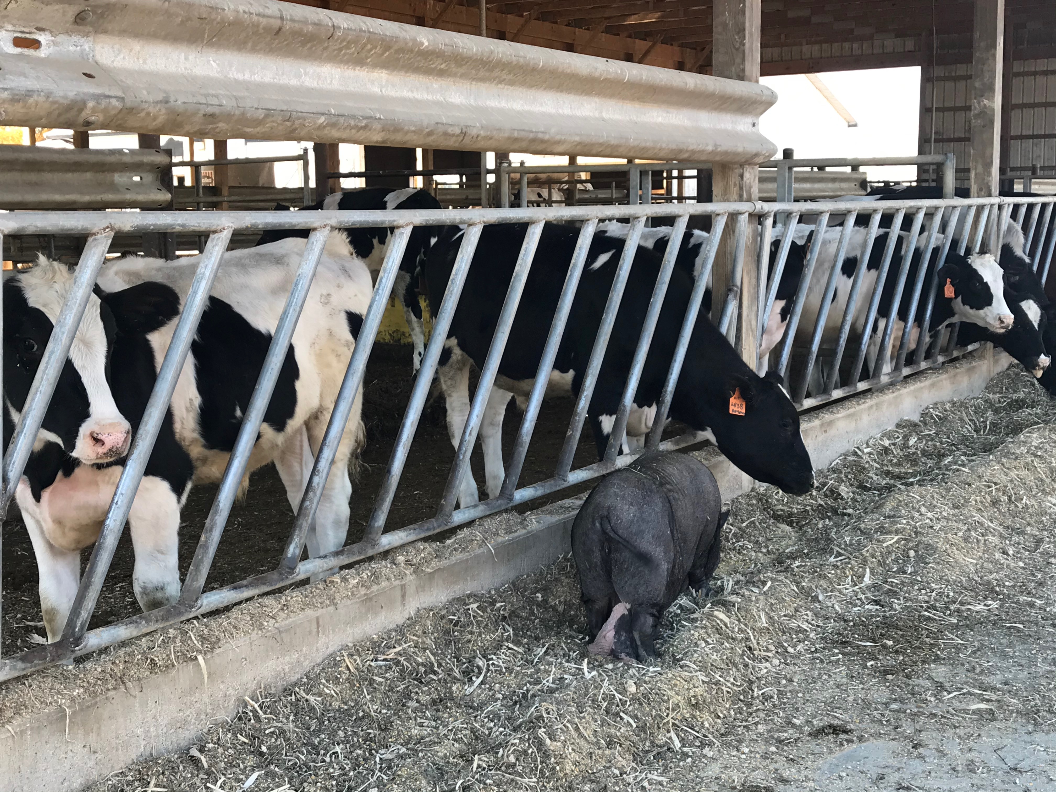 Sow and cows at trough