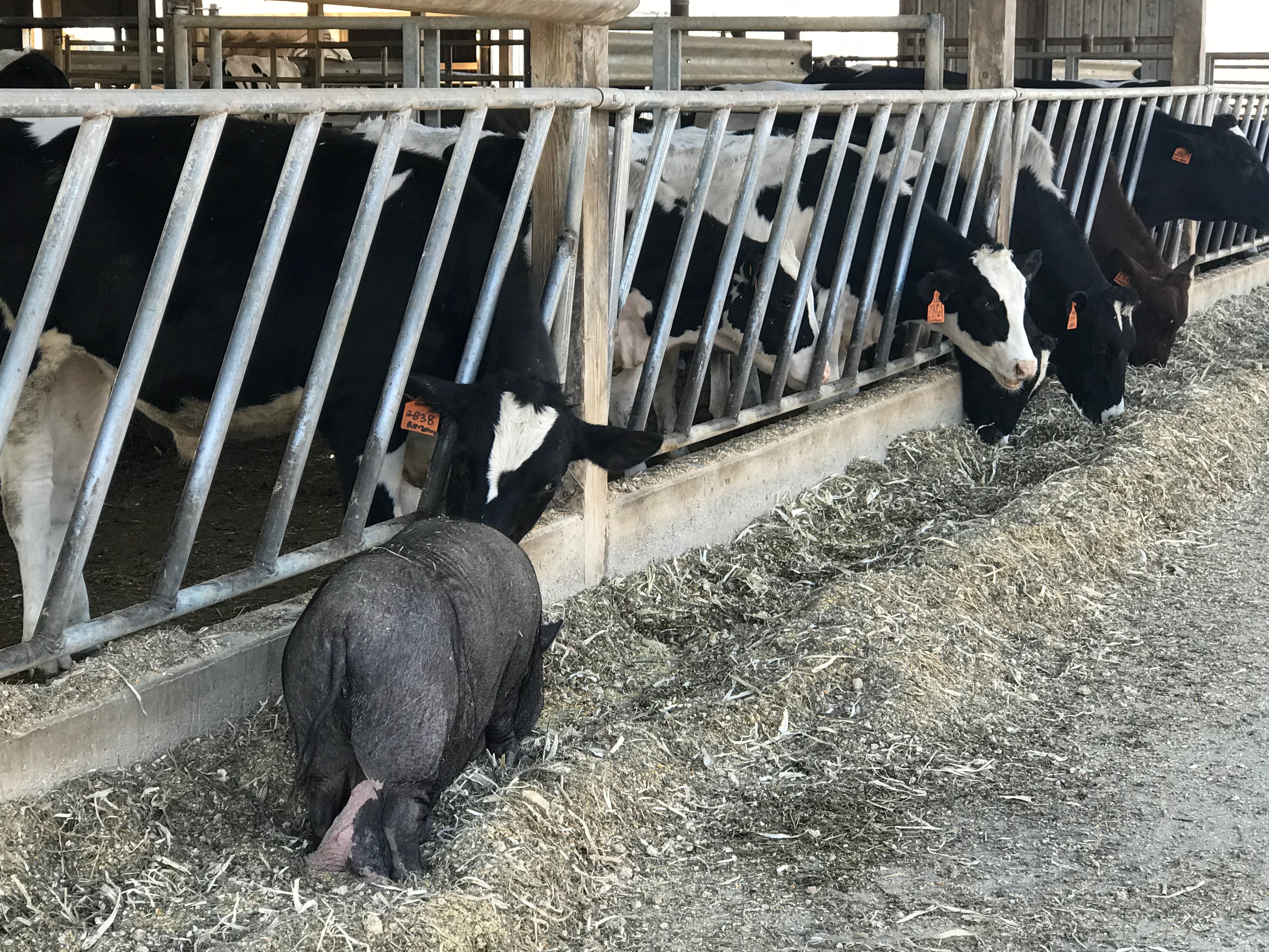 Sow and cows closeup