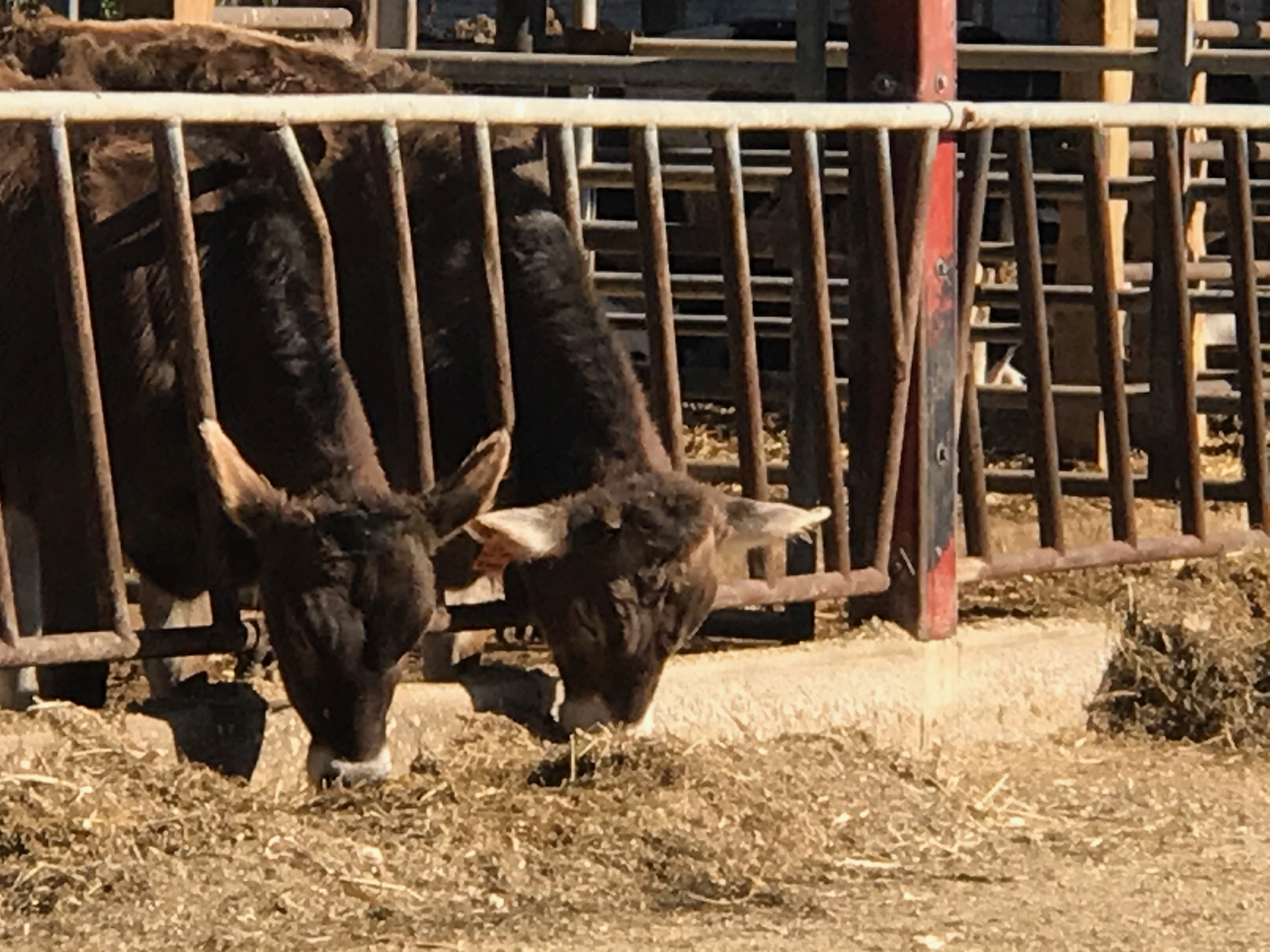 Cows behind bars