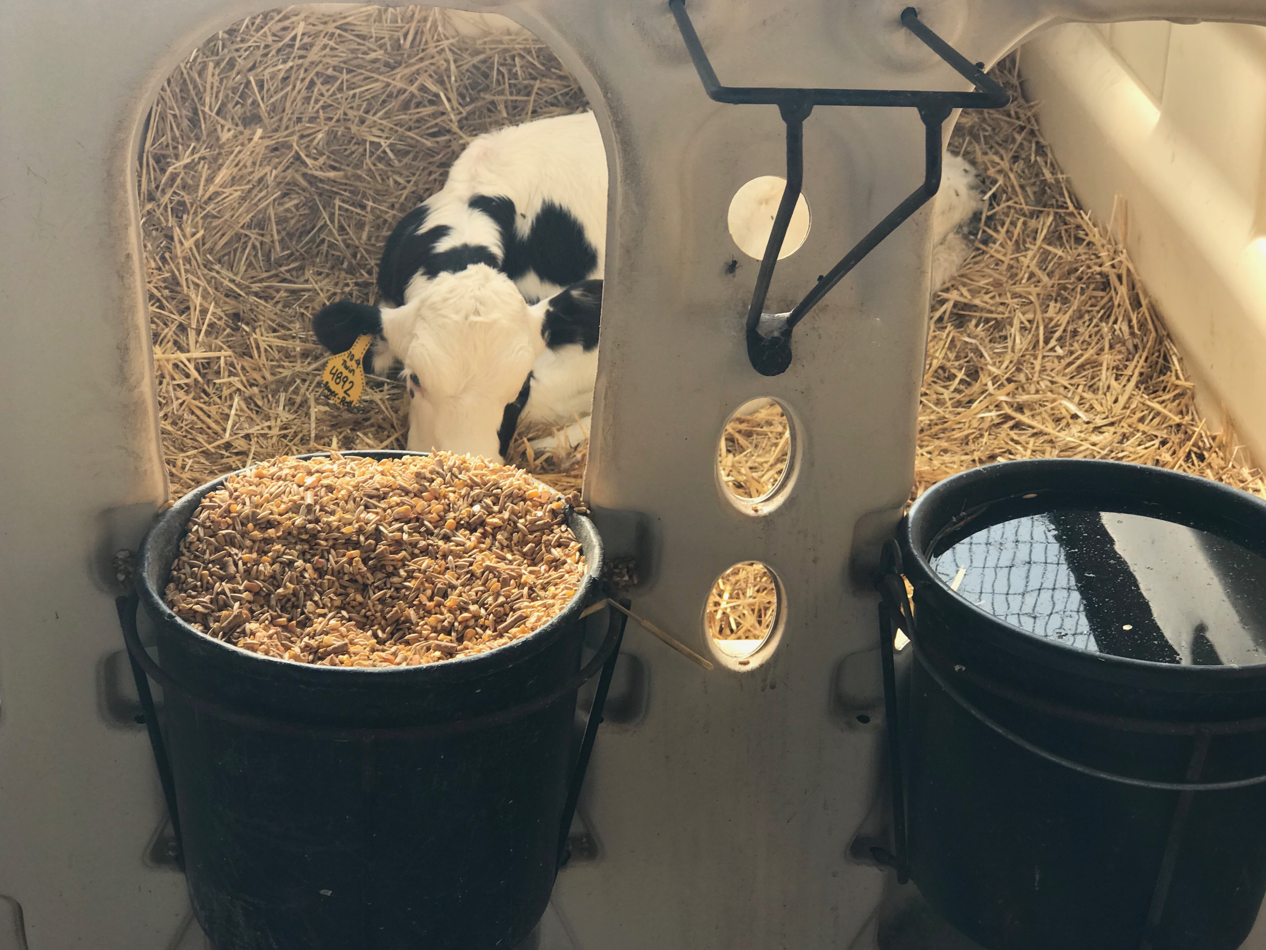 Calf in cubicle