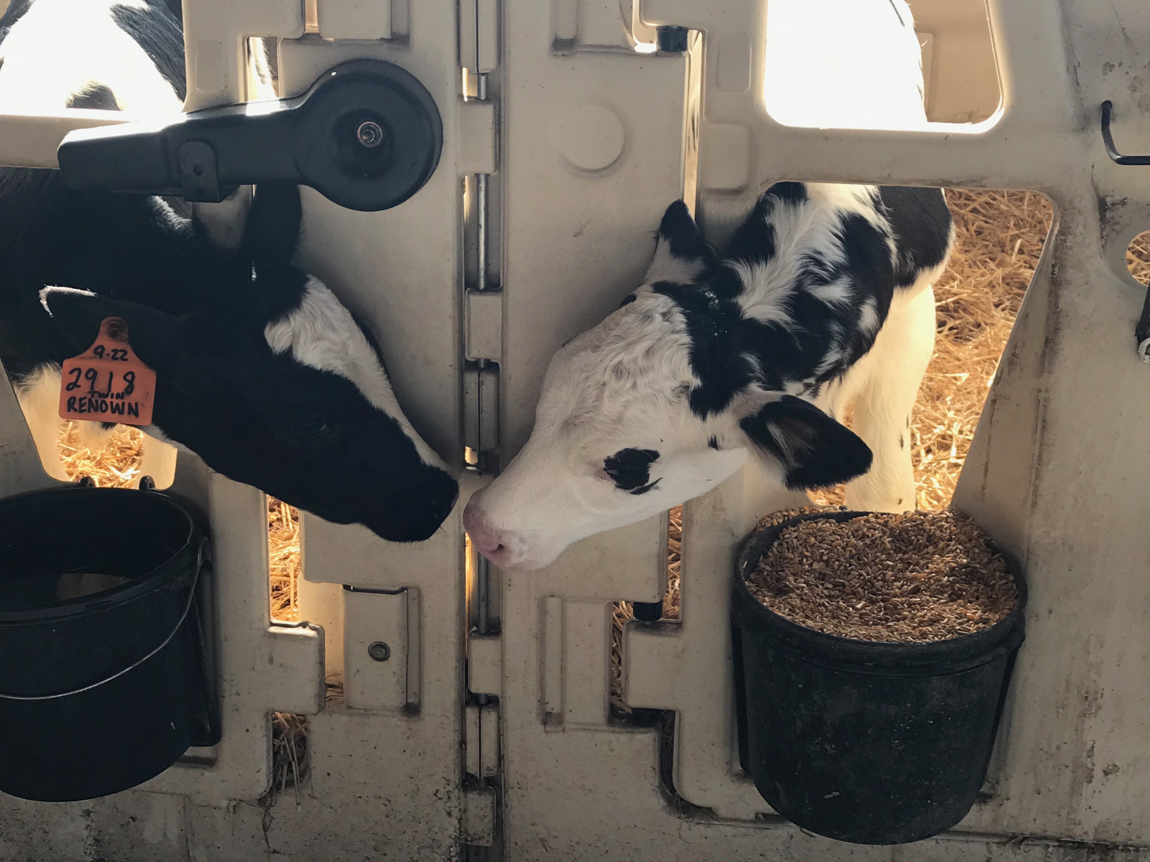 Calves reaching for one another close up