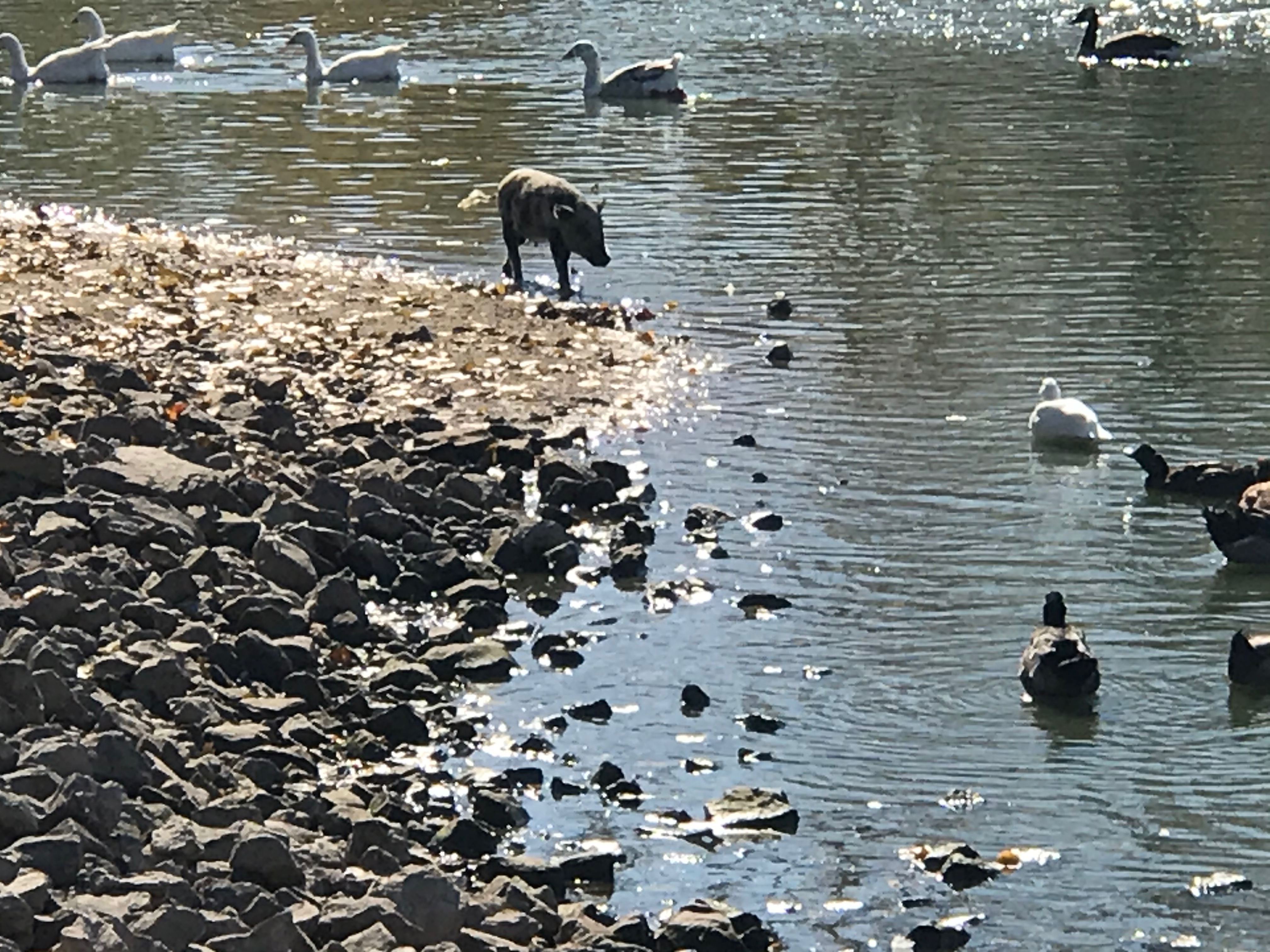 Piglet at pond with birds